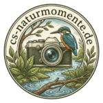 cropped cropped logo viscard.png
